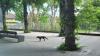 A fox beside trees and a bench