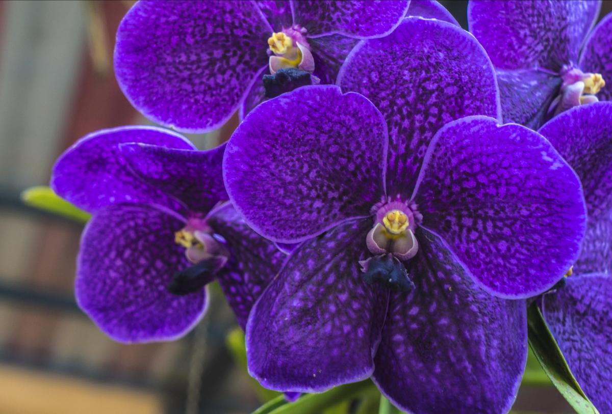 Purple Orchids